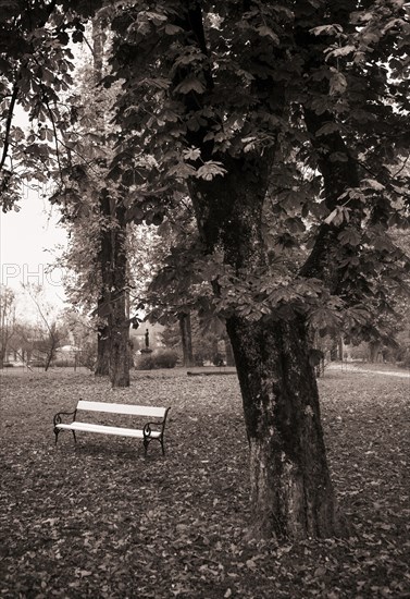 Parkanlage mit Parkbank unter einem Kastanienbaum