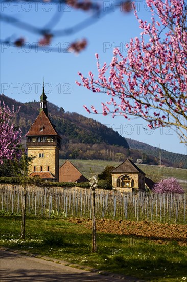 Bluehende Mandelbaeume am Geilweilerhof