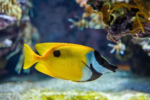 Foxface rabbitfish