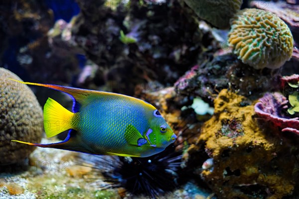 Queen angelfish