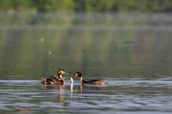 Pair of great crested grebe