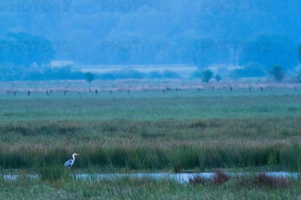 Grey heron