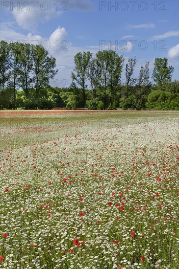 Flowering marguerites