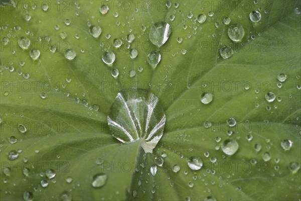 Water droplets on garden lady's mantle