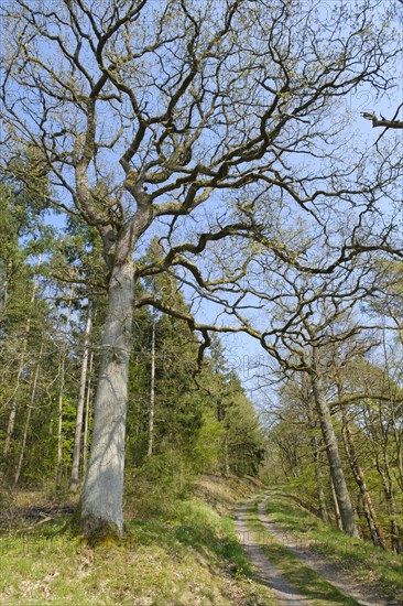 Forest trail