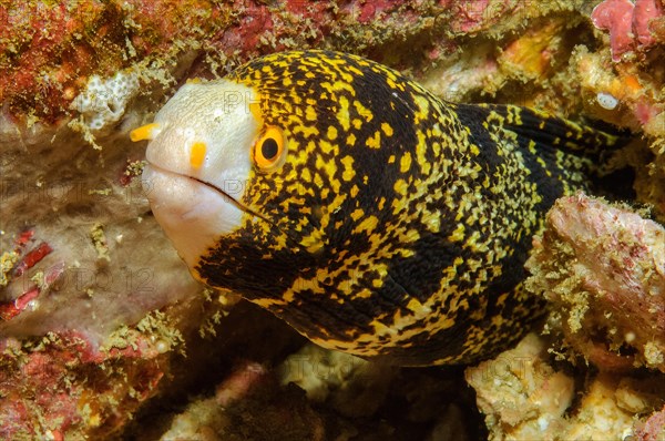 Close-up of head of snowflake moray