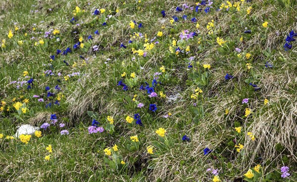 Meadow with auricula