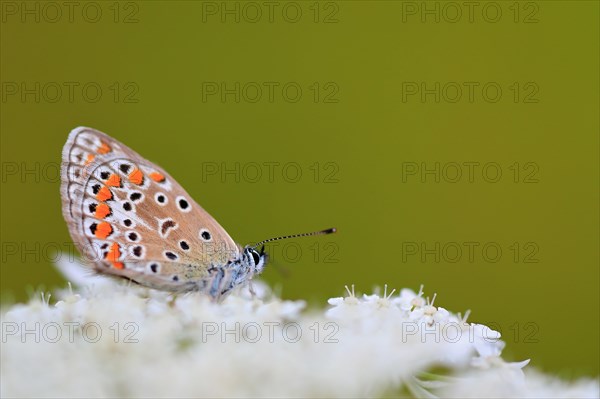 Gossamer winged butterfly