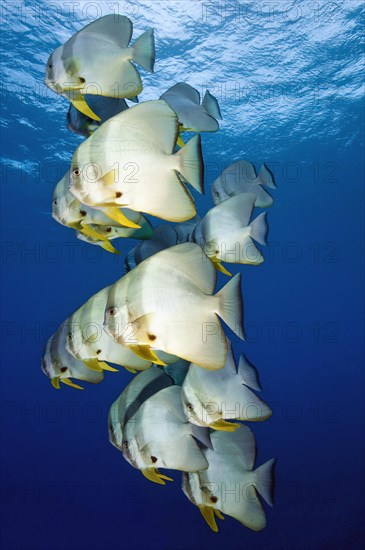 Shoal of roundhead batfish