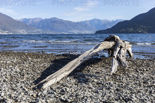 Alluvial wood on Lake Maggiore on the shore of Cannobio