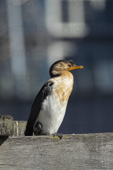 Little pied cormorant