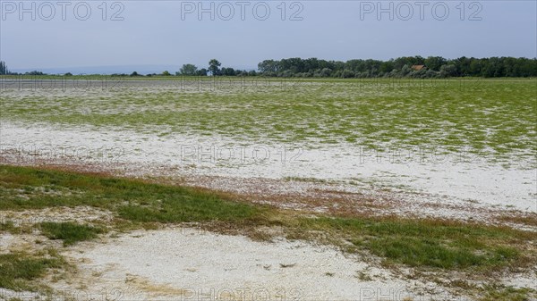 Dried-up salt puddle in late summer