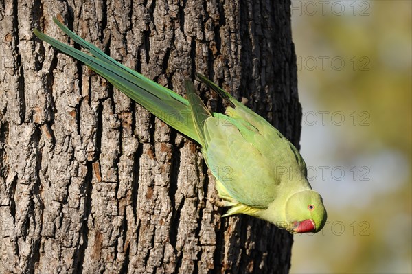 Rose-ringed parakeet