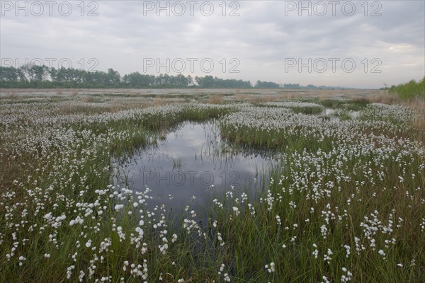 Hare's-tail cottongrass