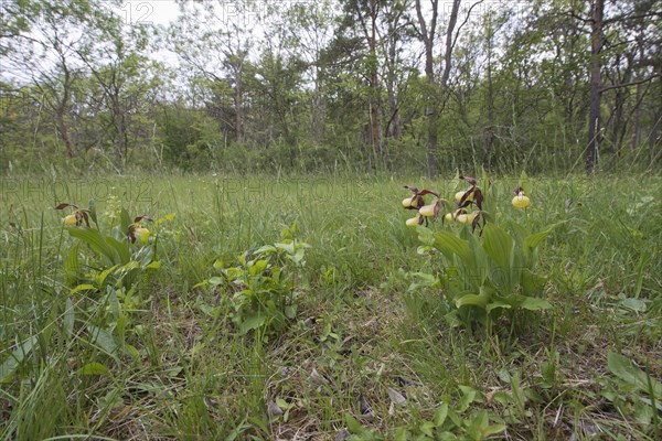 Yellow lady's slipper orchid