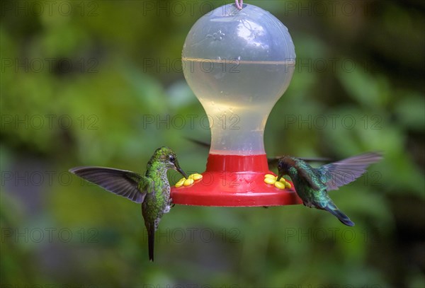 Green-crowned brilliant