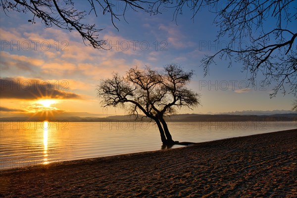 Blattloser Baum an einem Sandstrand am Murtensee