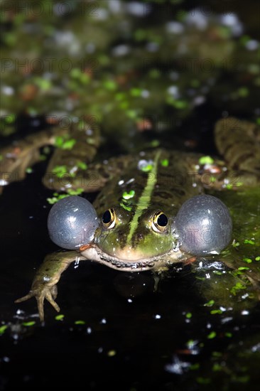 Seefrosch