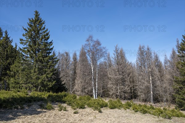 Tote Fichten vor blauem Himmel