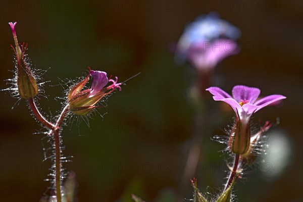 Flower of Ruprechtskraut