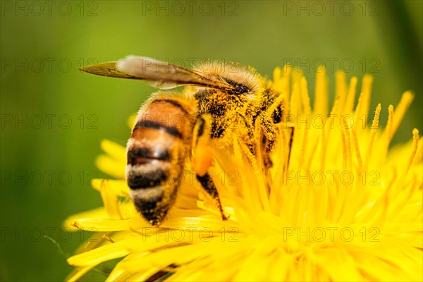 Detail closeup of honeybee