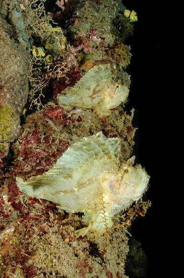 Pair of yellow leaf scorpionfish