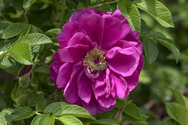 Flower of a potato rose