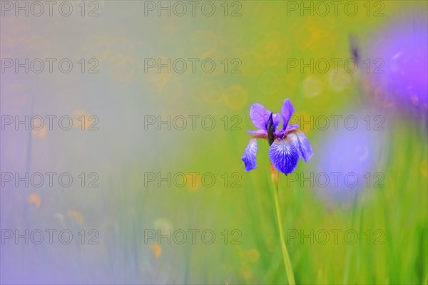 Siberian iris