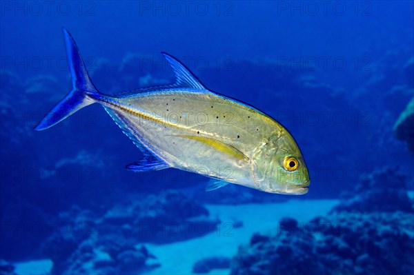 Bluefin trevally