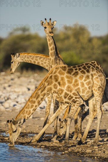 Angolan giraffes