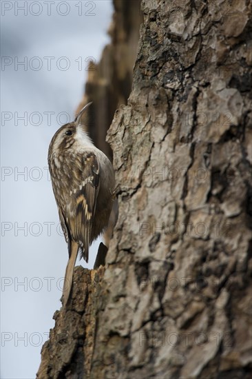 Short-toed treecreeper