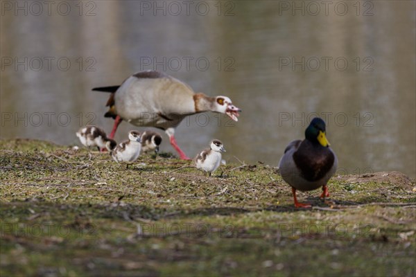 Nilgans