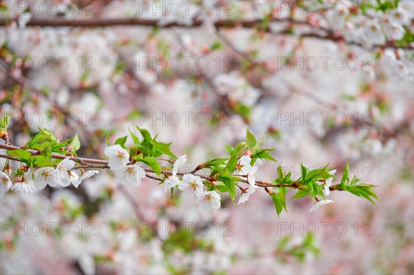 Blooming sakura cherry blossom close up background in spring