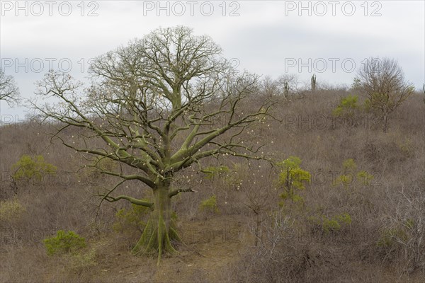 Ceiba-Baum