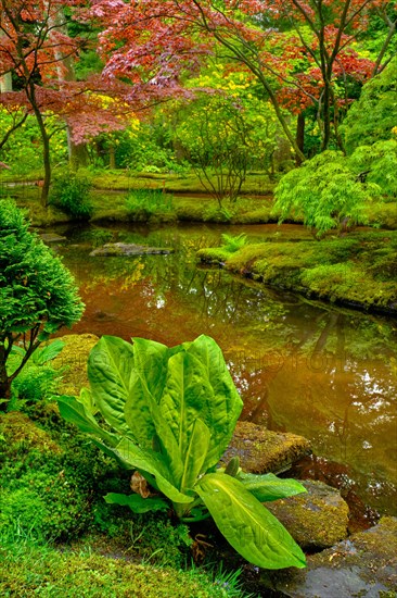 Little Japanese garden after rain