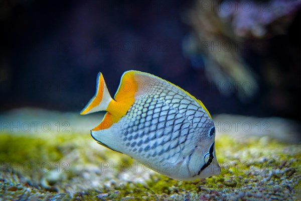 Pearlscale butterflyfish Chaetodon xanthurus fish underwater in sea with corals in background