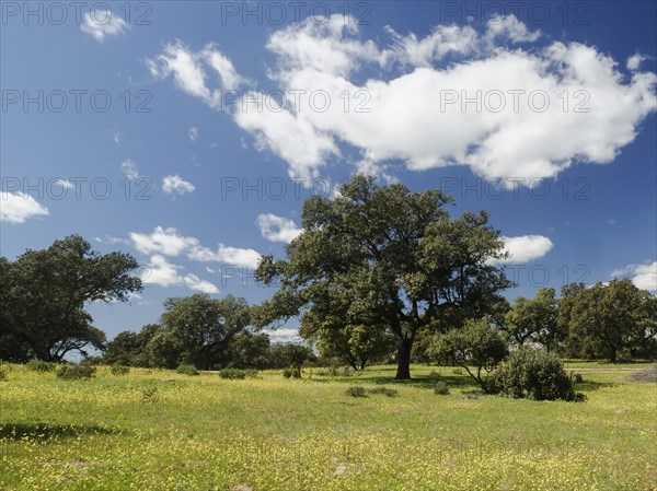 Steineichenwald mit bluehender Wiese im Fruehling