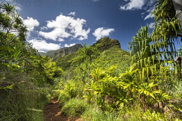 Vegetation entlang des Kalalau Trail