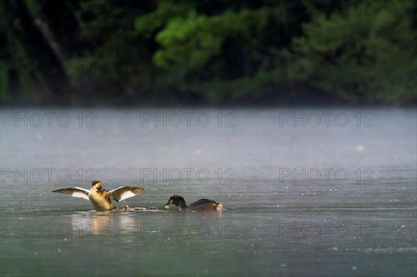 Pair of great crested grebe