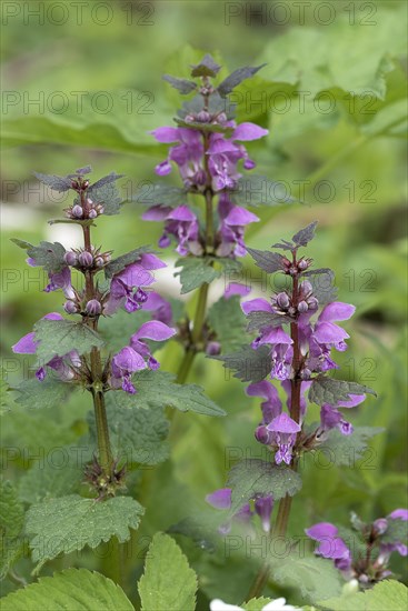 Purple deadnettle