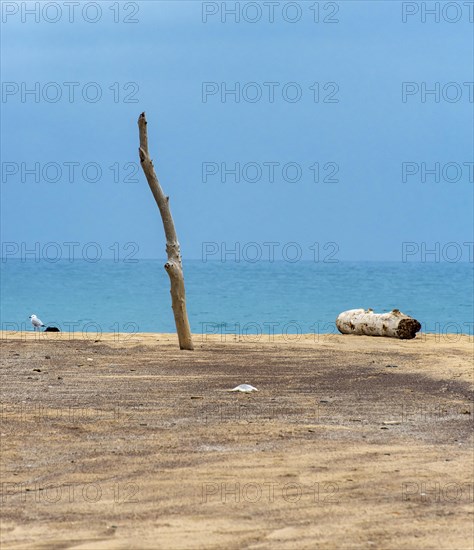 Wooden pole and driftwood on deserted beach