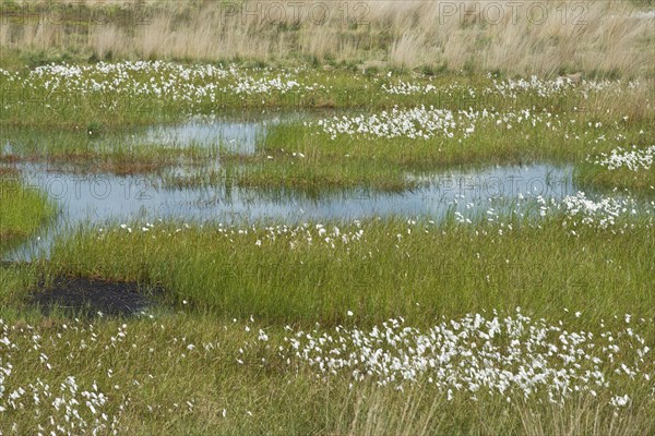 Narrow-leaved cotton grass