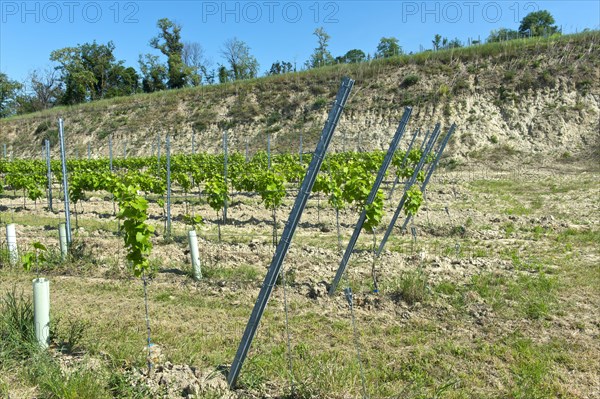 Typical small terrace for trellis cultivation of vines in the erosion-prone loess soil of the Kaiserstuhl area