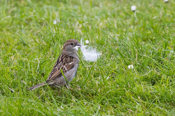 House sparrow