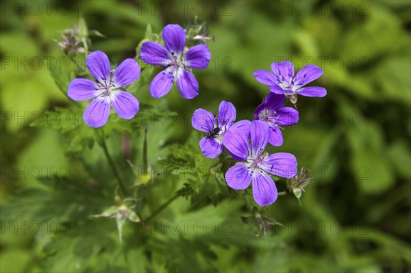 Wood cranesbill