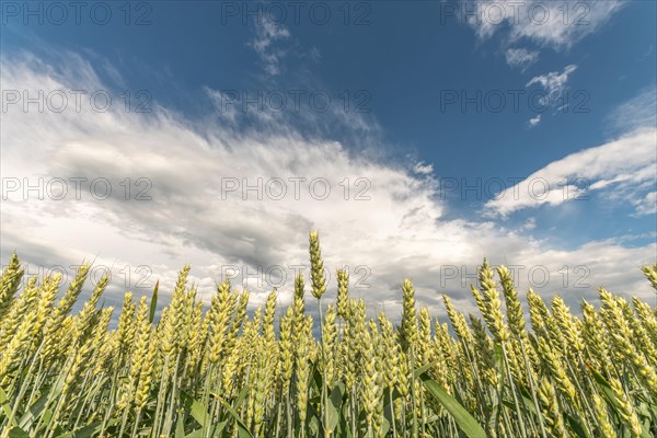 Wheat field in spring in plain. Alsace