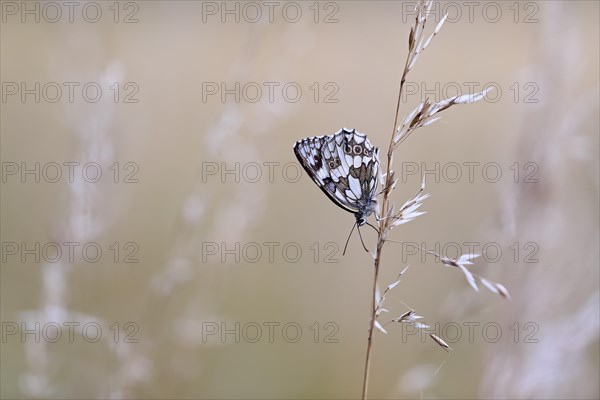Checkered butterfly