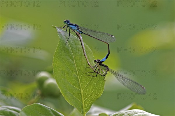 Blue-tailed damselfly