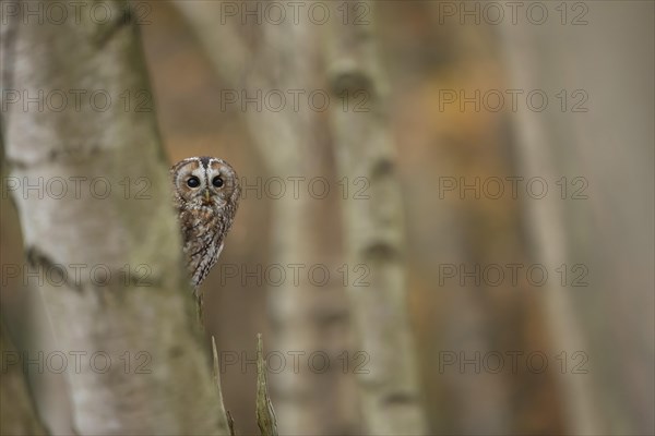 Tawny owl