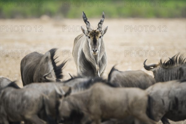 Common eland